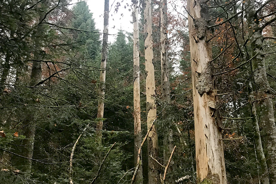 Conférence « la forêt face aux changements climatiques » à DUINGT ce vendredi 21 mars