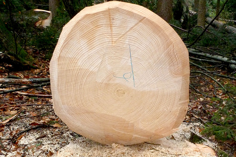 Abattage-COUPE--ARBRE-74