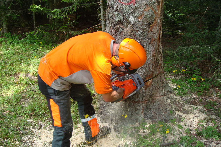 Fête du bois et de la forêt 2018