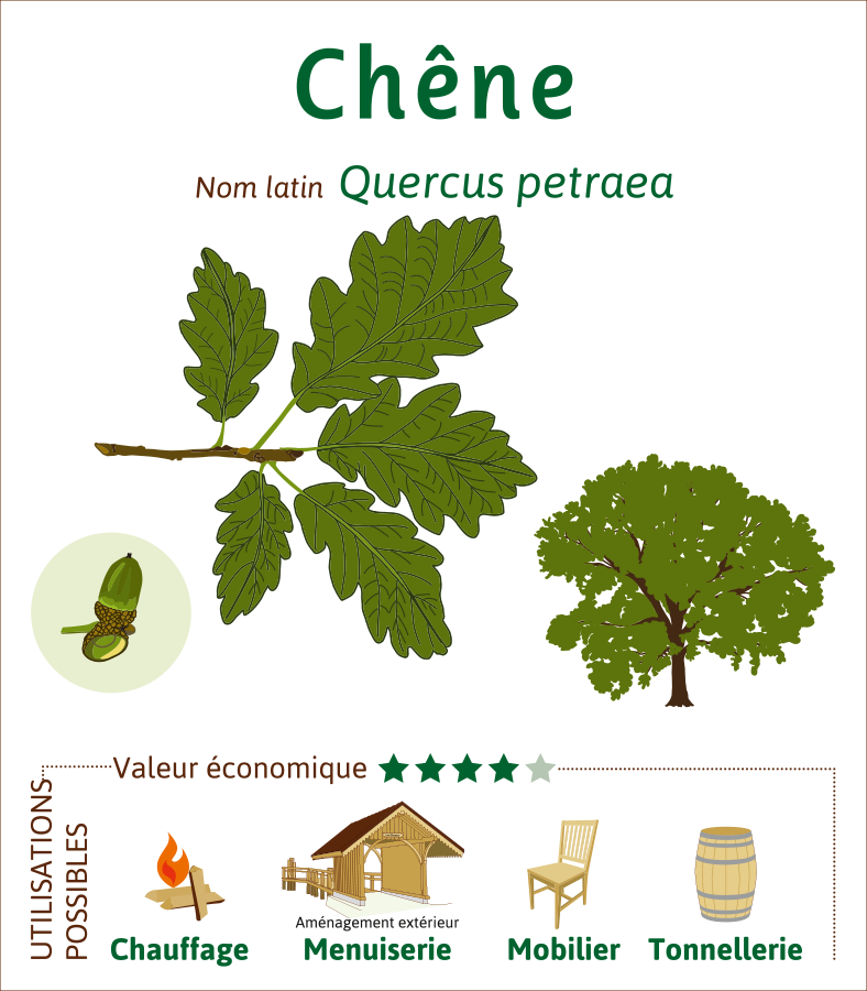 Chene-credit-illustration-Lucie-KRYS
