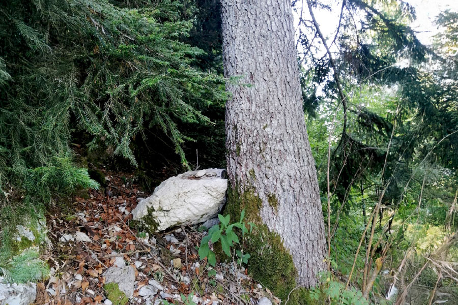 Conférence « Les forêts de montagne : un bouclier naturel contre les risques ! »