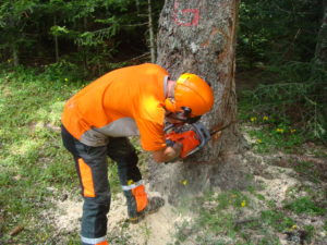 fête de la foret 2009