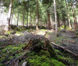 Degagement-de-la-plantation - Parcelle Forestière Haute-Savoie