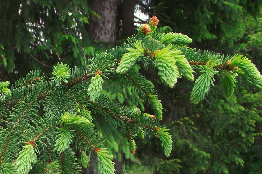 Epicea-UFP74-Foret-Haute-Savoie