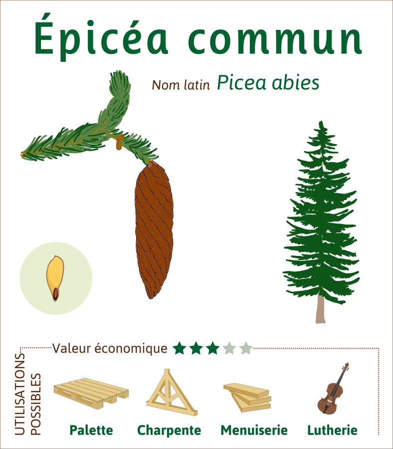 Epicea-commun-credit-illustration-Lucie-KRYS