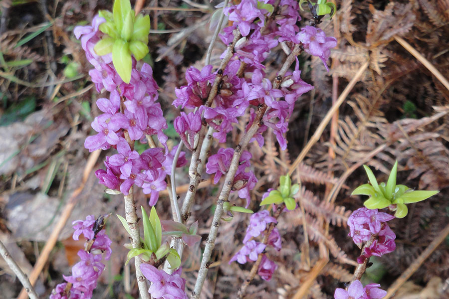 Fleurs-foret-Haute-Savoie-UFP74