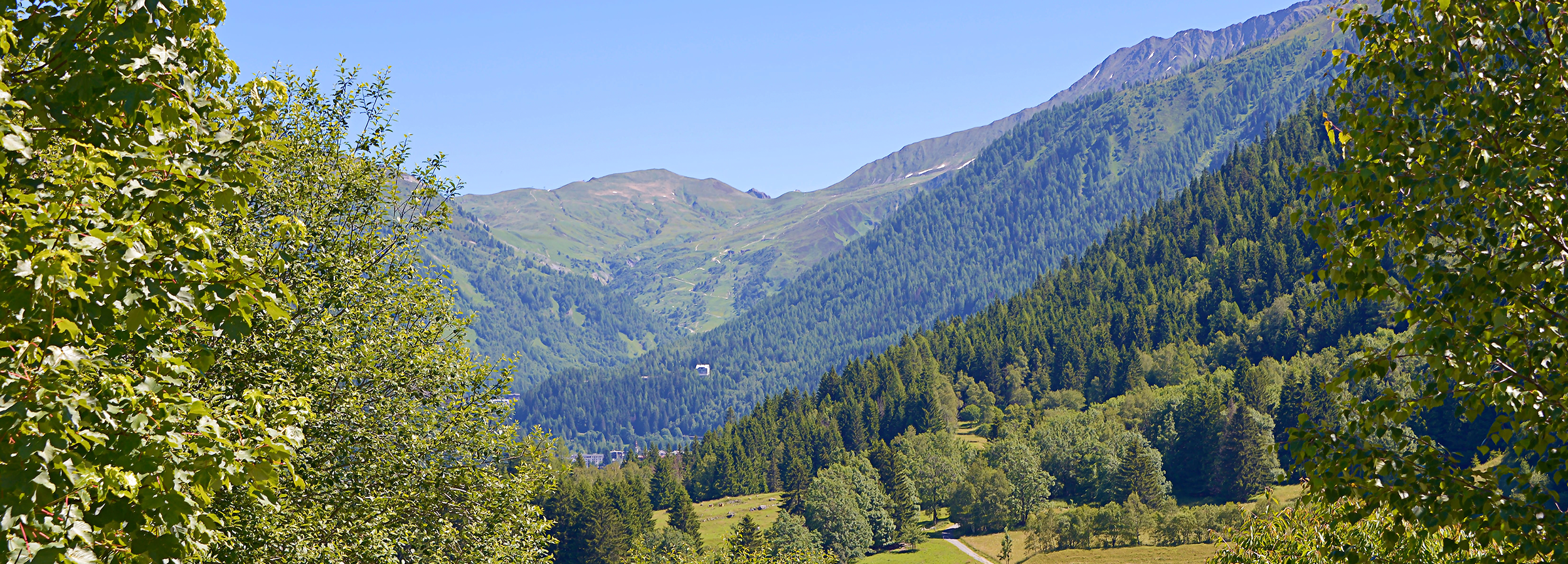 Foret-Haute-Savoie-Bandeau-2