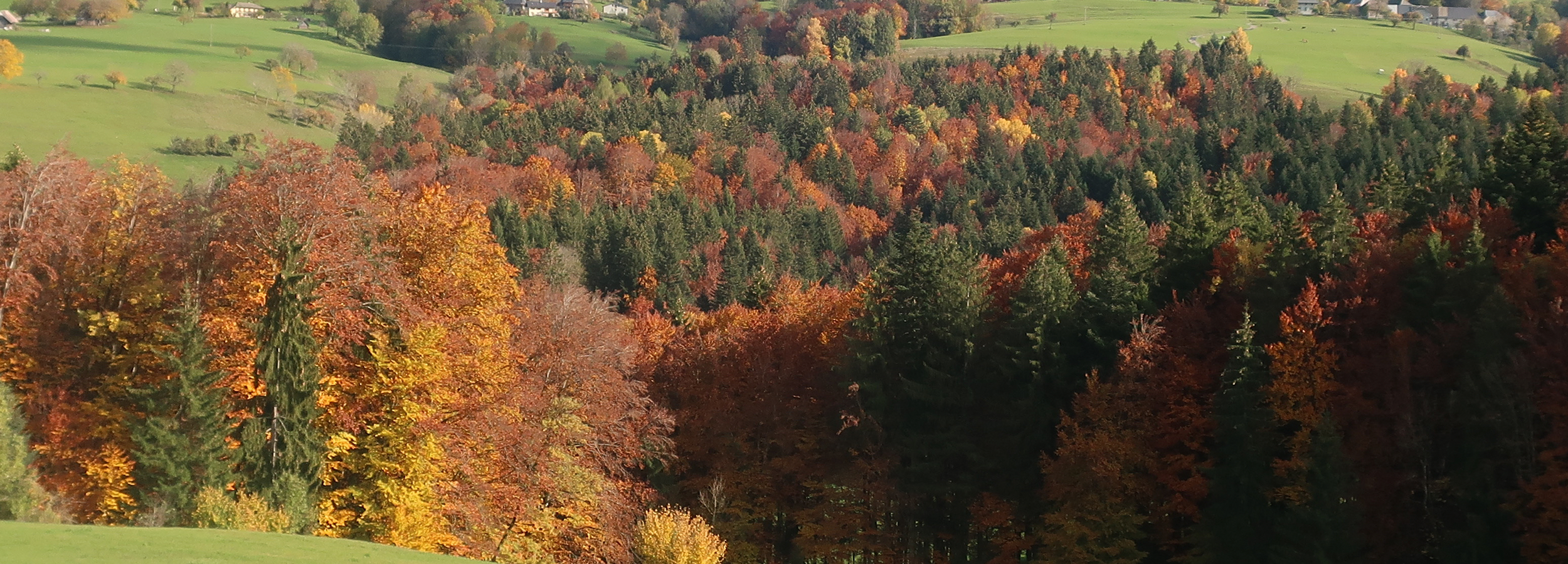 Foret-Haute-Savoie-Bandeau-6