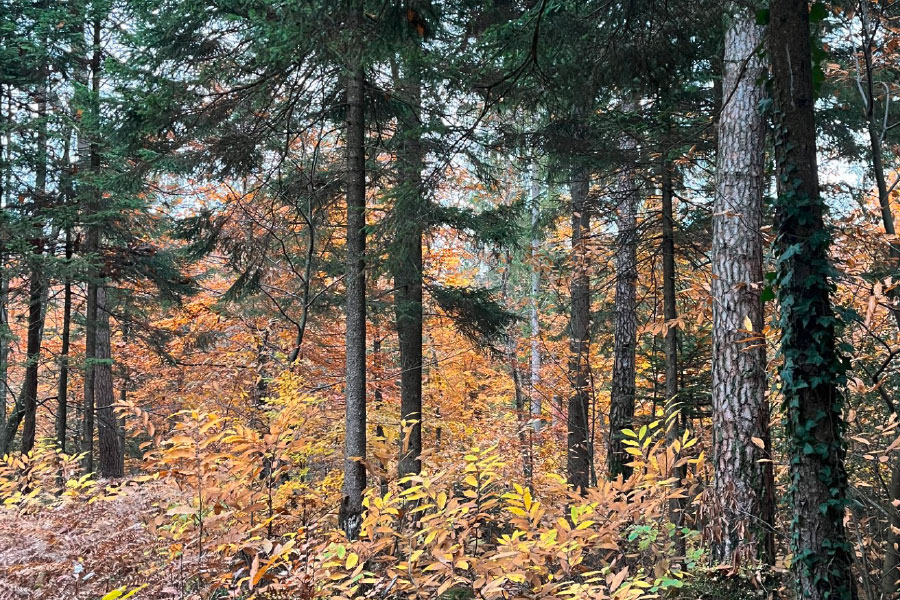 Propriétaires forestiers Haute-Savoie
