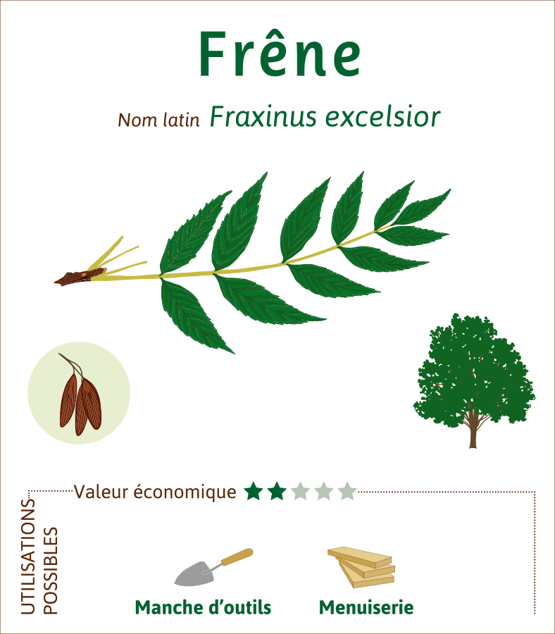 Frene-credit-illustration-Lucie-KRYS