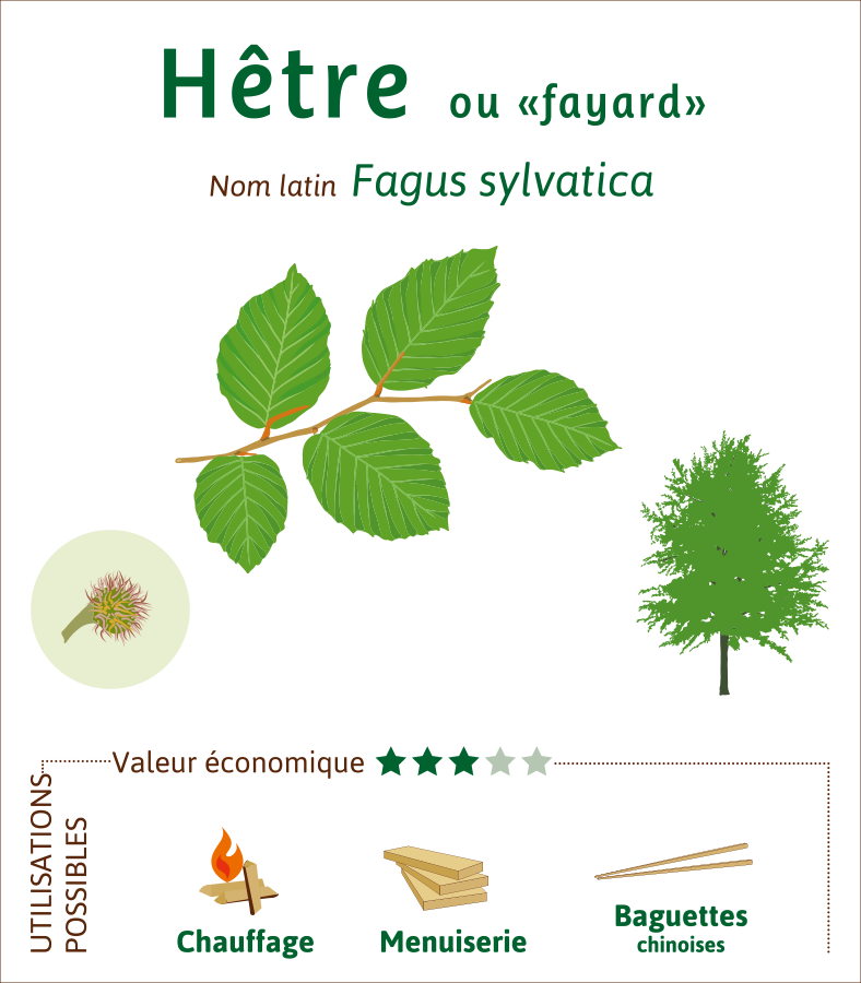 Hetre-credit-illustration-Lucie-KRYS