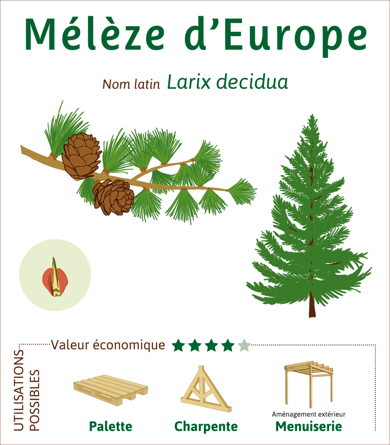 Meleze-Europe-credit-illustration-Lucie-KRYS