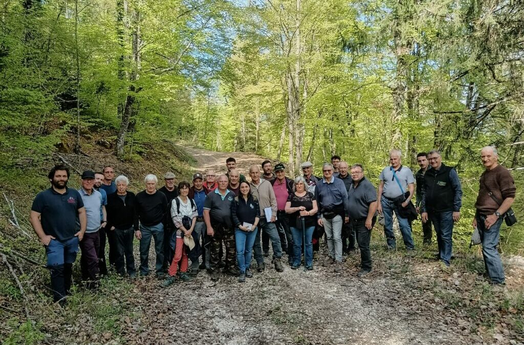 Utilisation des bois feuillus