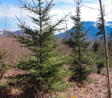 Replantation parcelle forestière Haute-Savoie