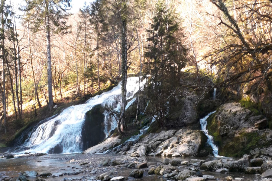 Ripisylve-74 Forêt entretien des rives 74