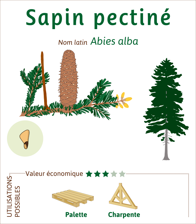 Sapin-Pectine-credit-illustration-Lucie-KRYS