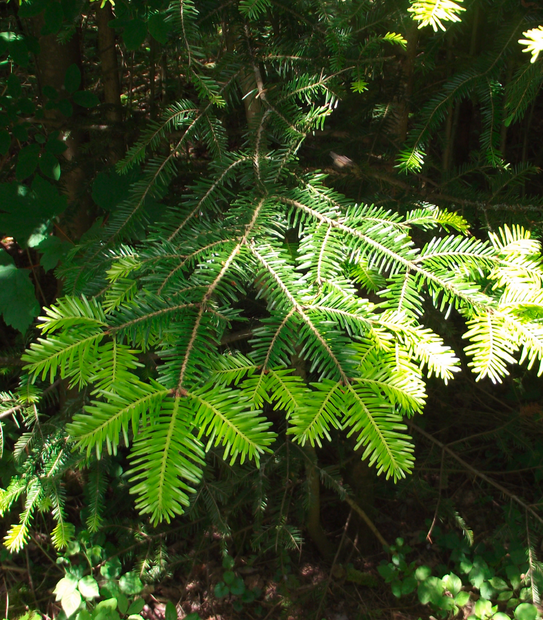 Sapin-pectine-UFP74 Epicea-commun-detail
