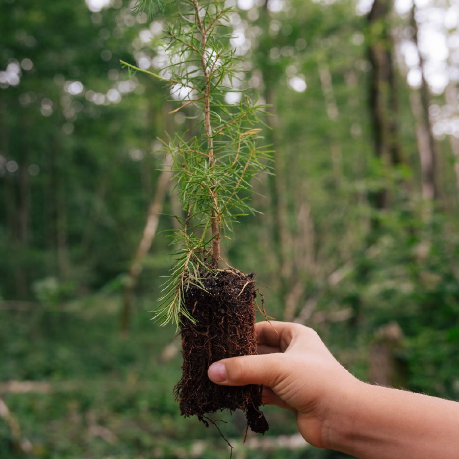 UFP74-Proprietaire-Forestier-plantation
